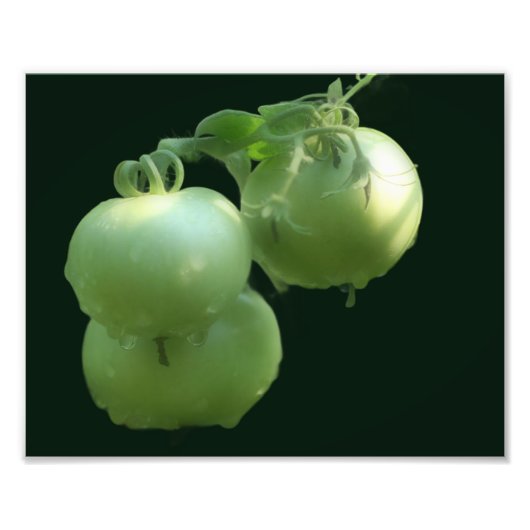 Garden Green Tomatoes Natuur 8x10 Foto Afdruk (Voorkant)