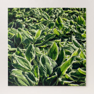 Garden Green White Hosta Planten Abstract artistie Legpuzzel