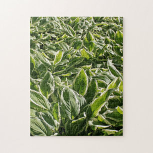 Garden Green White Hosta Planten Summer Spring Coo Legpuzzel