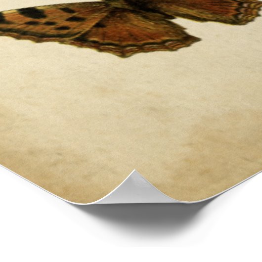 Garden Insects van Vision Studio Poster (Hoek)