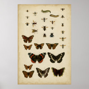 Garden Insects van Vision Studio Poster