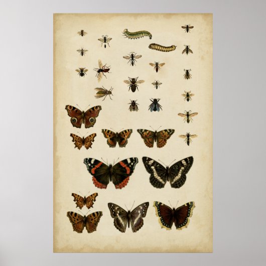 Garden Insects van Vision Studio Poster (Voorkant)
