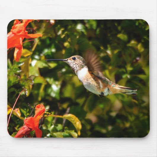 Garden Jewel: Hummingbird in Bloom Muismat (Voorkant)