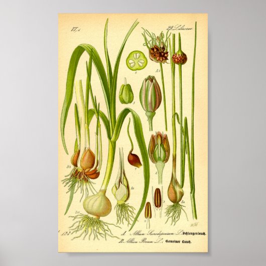 Garden Leek (Allium porrum) Poster (Voorkant)