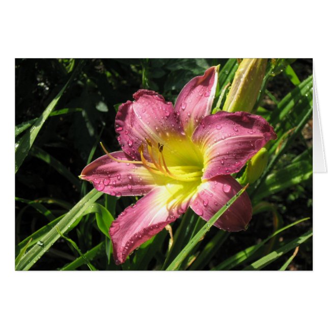 Garden Lily (Voorkant Horizontaal)