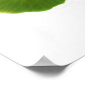 Garden Nasturtium Flowers Print (Hoek)