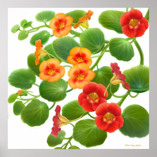Garden Nasturtium Flowers Print (Voorkant)