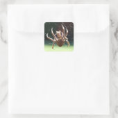 Garden Orb Weaver Spider Sticker (Tas)