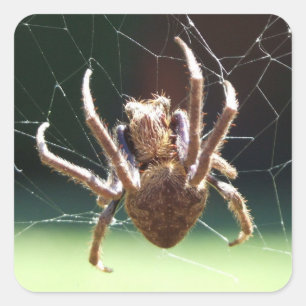 Garden Orb Weaver Spider Sticker