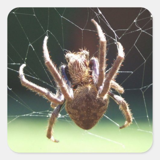 Garden Orb Weaver Spider Sticker (Voorkant)