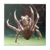 Garden Orb Weaver Spider Tile Tegeltje (Voorkant)