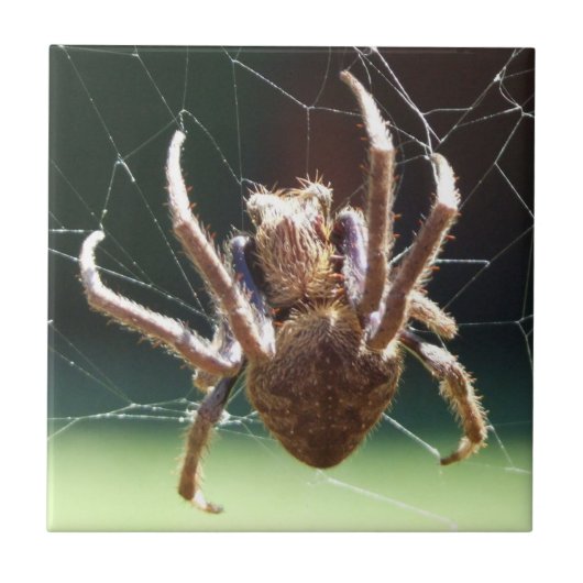 Garden Orb Weaver Spider Tile Tegeltje (Voorkant)
