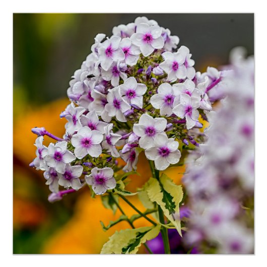 Garden Phlox Perfect Poster (Voorkant)