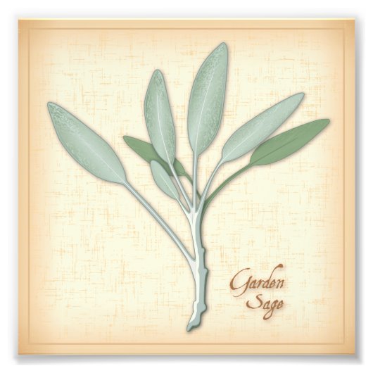 Garden Sage Herb Foto Afdruk (Voorkant)