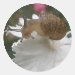 Garden Snagel en witte anjers Ronde Sticker