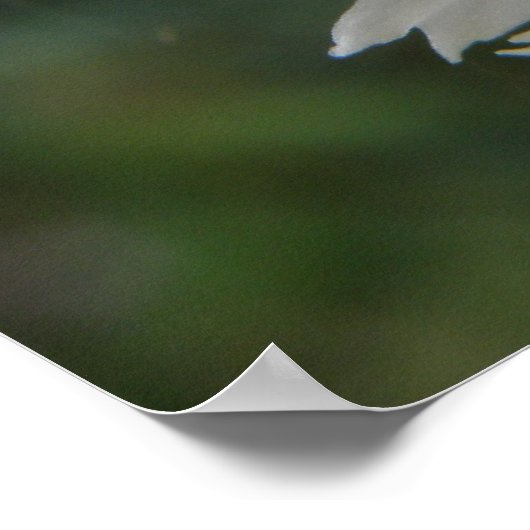 Garden Snagel en Witte Karnenafdrukken Poster (Hoek)