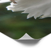 Garden Snagel en Witte Karnenafdrukken Poster (Hoek)