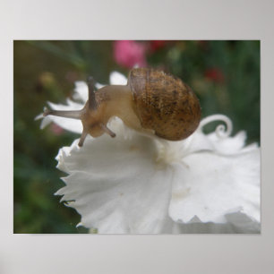 Garden Snagel en Witte Karnenafdrukken Poster