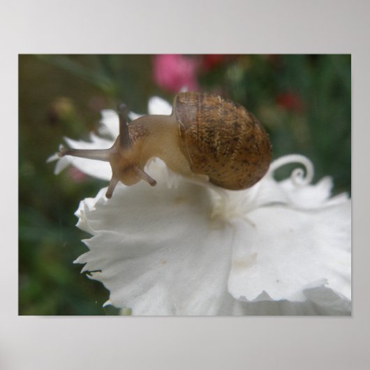 Garden Snagel en Witte Karnenafdrukken Poster (Voorkant)