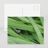 Garden Snail Briefkaart (Voorkant / Achterkant)