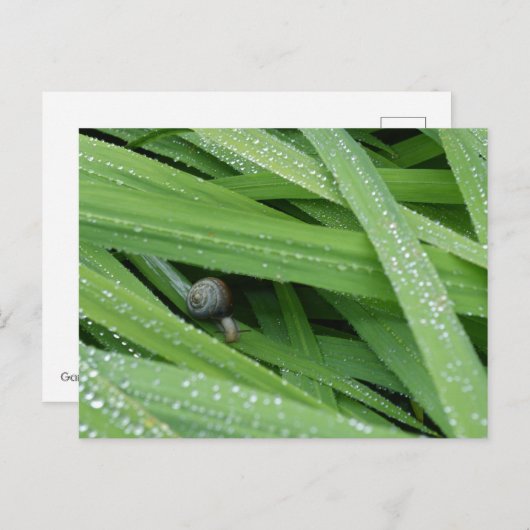 Garden Snail Briefkaart (Voorkant / Achterkant)