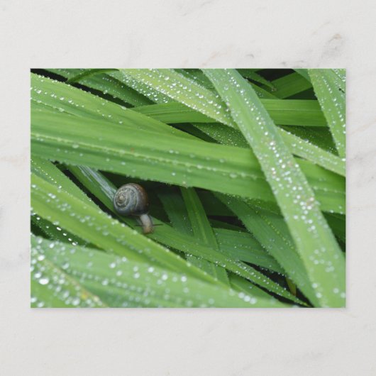 Garden Snail Briefkaart (Voorkant)