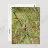 Garden Spider Briefkaart (Voorkant / Achterkant)