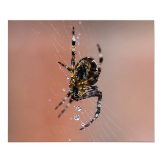 Garden Spider Foto Afdruk (Voorkant)