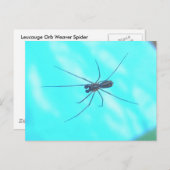 Garden Spider Male Underside Briefkaart (Voorkant / Achterkant)