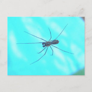 Garden Spider Male Underside Briefkaart