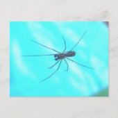 Garden Spider Male Underside Briefkaart (Voorkant)