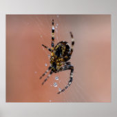 Garden Spider Poster (Voorkant)