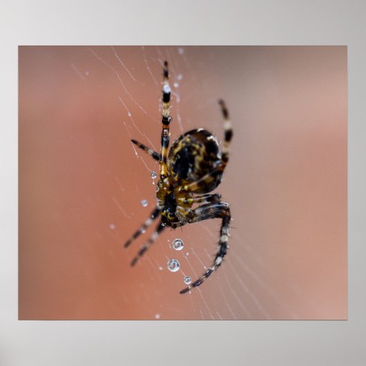 Garden Spider Poster (Voorkant)