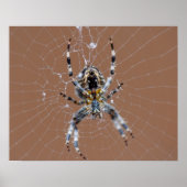 Garden Spider Poster (Voorkant)