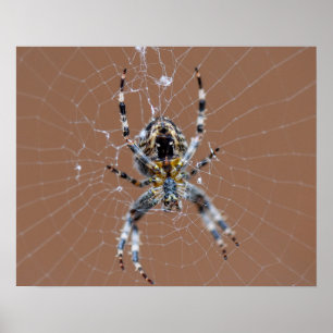 Garden Spider Poster