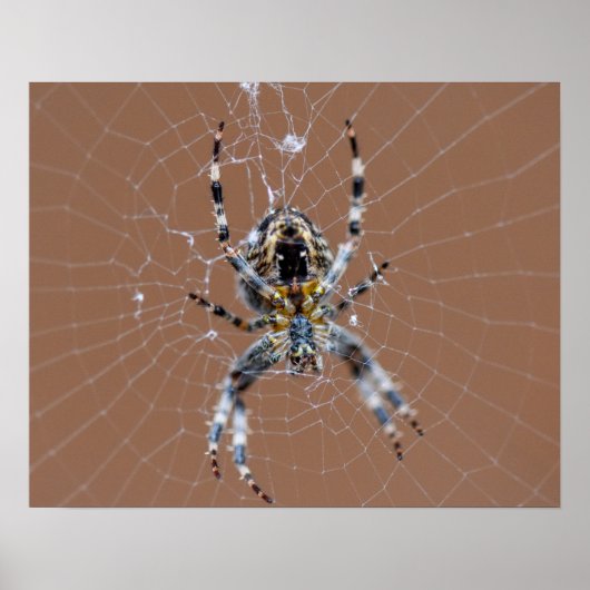 Garden Spider Poster (Voorkant)