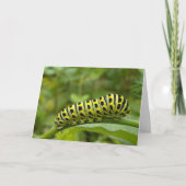 Garden Swallowtail Caterstyle Notecard Kaart (Voorkant)