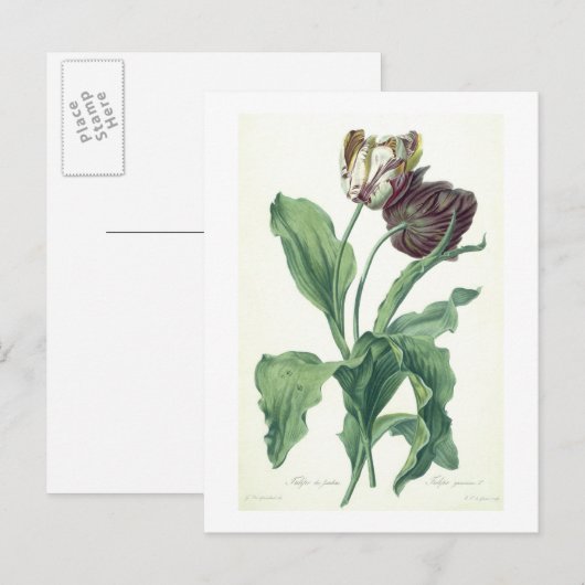 Garden Tulip uit "Opera Botanica", gegraveerd door Briefkaart (Voorkant / Achterkant)