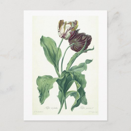 Garden Tulip uit "Opera Botanica", gegraveerd door Briefkaart (Voorkant)