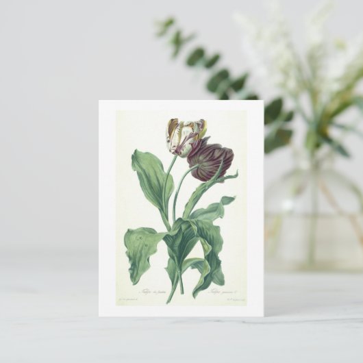 Garden Tulip uit "Opera Botanica", gegraveerd door Briefkaart (Staand voorkant)