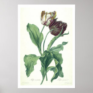 Garden Tulip uit "Opera Botanica", gegraveerd door Poster