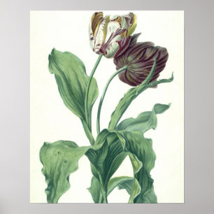 Garden Tulip uit "Opera Botanica", gegraveerd door Poster