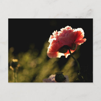 Garden van de buren briefkaart