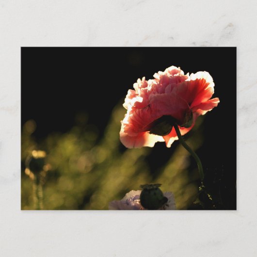 Garden van de buren briefkaart (Voorkant)