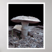 Garden Variey Mushroom Poster (Voorkant)
