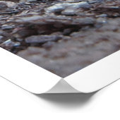 Garden Variey Mushroom Poster (Hoek)