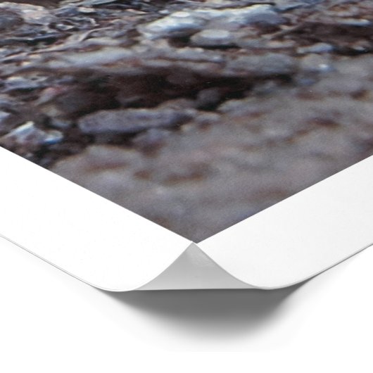 Garden Variey Mushroom Poster (Hoek)