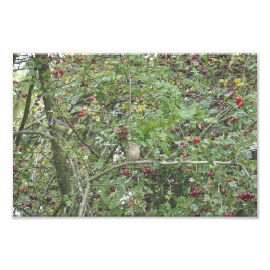 Garden Warbler and Blue Tit Foto Afdruk (Voorkant)