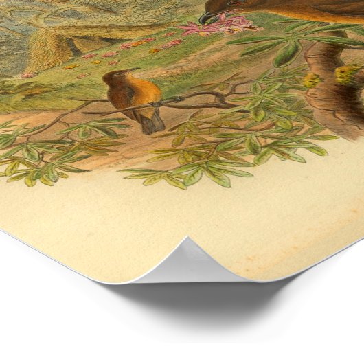 Gardener Bower Bird Brown Yellow Print (Hoek)