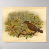Gardener Bower Bird Brown Yellow  Print (Voorkant)